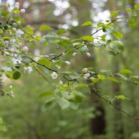 Цветущая ветка :: Александр Синдерёв Цветущая ветка :: Александр Синдерёв