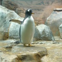 Всем привет :: Татьяна Тюменка