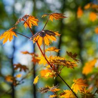 В весеннем парке... :: Владимир Жданов