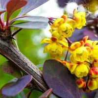 Цветы барбариса (крупным планом). :: Милешкин Владимир Алексеевич Цветы барбариса (крупным планом). :: Милешкин Владимир Алексеевич