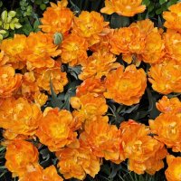 Тюльпаны :: <<< Наташа >>>