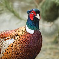 Фазан :: SanSan 