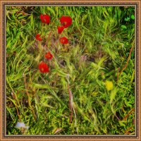 Маки и одуванчик :: Анатолий Чикчирный