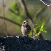 Самка варакушки. :: Вадим Басов