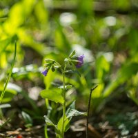 ___ :: Yuriy V ___ :: Yuriy V