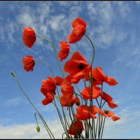 *** :: Aleksandr Gal