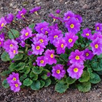 Примула :: Рита Симонова