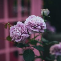 Роза "Лавандер кристалл" :: Дмитрий Роза "Лавандер кристалл" :: Дмитрий