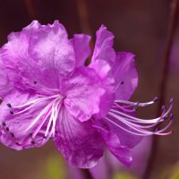 Багульник :: Эдуард Куклин