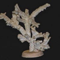 Коралл :: Giant Tao /