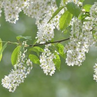 9 мая 2025 :: Алексей Короткевич 9 мая 2025 :: Алексей Короткевич