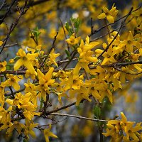 Весеннее :: Владимир Кроливец