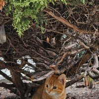 Изучать окружающий мир лучше из засады! :: Светлана 13.06.