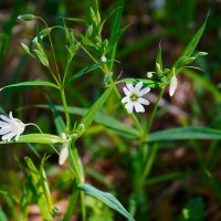 Ясколка полевая :: Татьяна Тюменка
