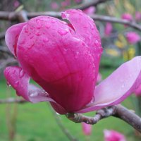 После дождя -Магнолия Суланжа :: Валерий После дождя -Магнолия Суланжа :: Валерий