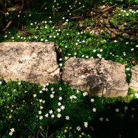 Весенние зарисовки 122 :: Алексей Кузнецов