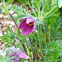 Сон-трава :: Светлана Сон-трава :: Светлана