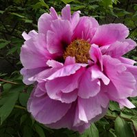 ...утопая в пионовой нежности, сердце верит весной в чудеса... :: Галина 