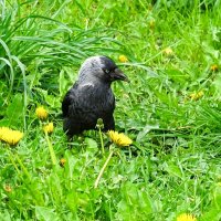 Галка в одуванчиках. :: Милешкин Владимир Алексеевич 