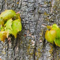 Жизнь продолжается! :: Милешкин Владимир Алексеевич Жизнь продолжается! :: Милешкин Владимир Алексеевич