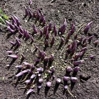 Проклевываемся! :: Veera V Проклевываемся! :: Veera V