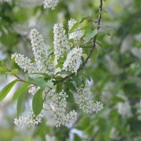 9 мая 2025 :: Алексей Короткевич