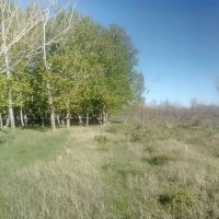 Колки леса :: Андрей Хлопонин