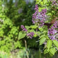 Цветёт сирень :: Валерий Иванович