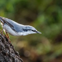 Поползень :: SanSan 