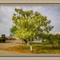 Акация :: Анатолий Чикчирный Акация :: Анатолий Чикчирный