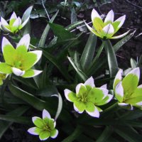 Нежная полянка :: Людмила Смородинская Нежная полянка :: Людмила Смородинская