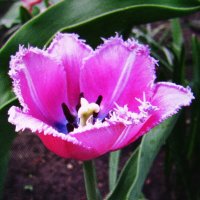 Красавчик :: Людмила Смородинская