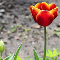 Горд и одинок :: Любовь Сахарова