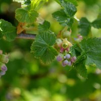 Где смородина цветёт) :: Татьяна Лютаева