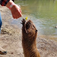любитель одуванчиков :: ИРЭН@ .
