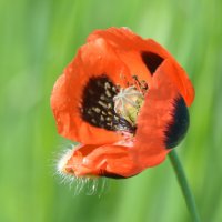 *** :: Надежда Куркина 