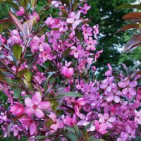 Цветет Яблоня декоративная :: Рита Симонова