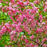 Весенняя красота :: Светлана 