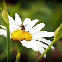любит не любит :: Олег Лукьянов любит не любит :: Олег Лукьянов
