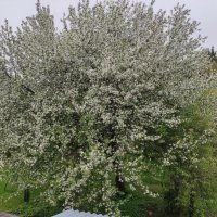 Дачное фото :: Игорь Ч.