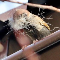 Воробышек утепляет своё гнездо под моей крышей. :: Восковых Анна Васильевна 
