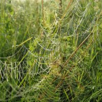 По росе :: Anna Ivanova