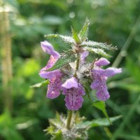 Чистец болотный :: Anna Ivanova Чистец болотный :: Anna Ivanova