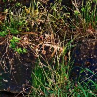 Весенние зарисовки 129 :: Алексей Кузнецов