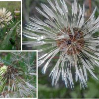 мокрый одуванчик :: Лера мокрый одуванчик :: Лера