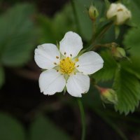 Земляника :: Глеб 