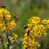 ПЧЕЛИНЫЙ БАНКЕТ :: Анатолий Малобродский ПЧЕЛИНЫЙ БАНКЕТ :: Анатолий Малобродский