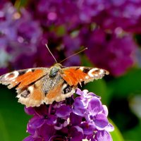 бабочки, снятые 7 мая  6 :: Александр Прокудин