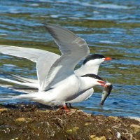 речные крачки :: gawrilа - dan