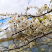 Алыча :: Сапсан 